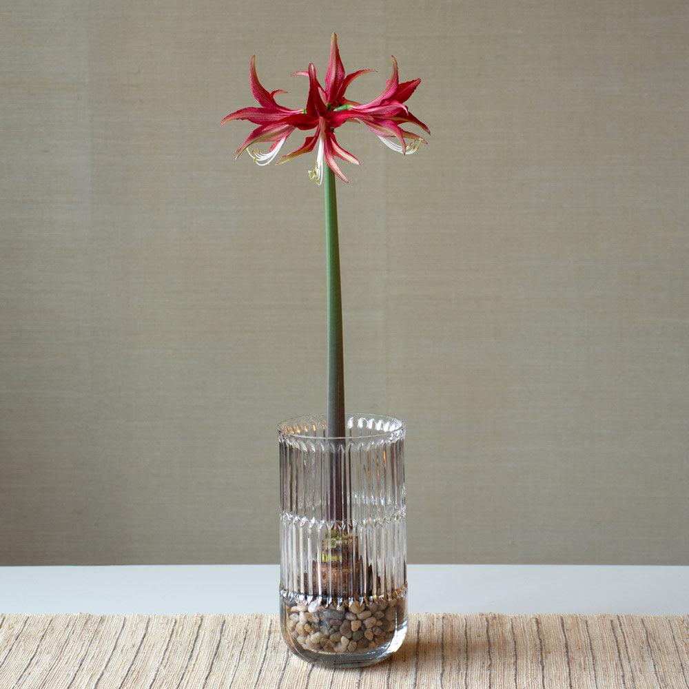 Amaryllis 'Quito'