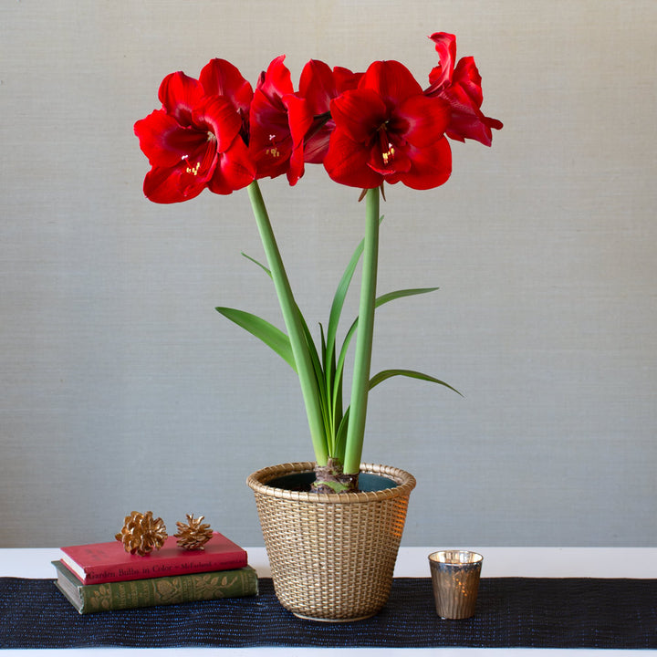 Amaryllis 'Red Cardinal'