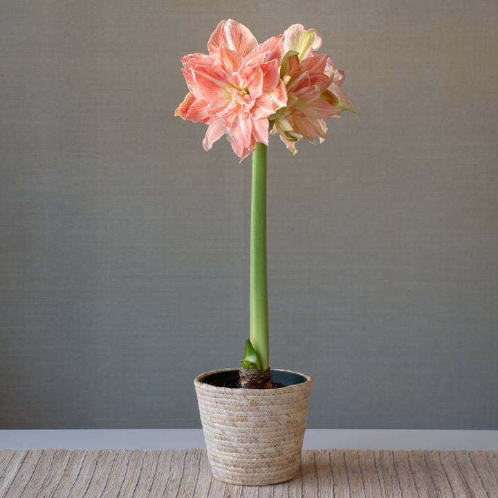 Amaryllis 'Sweet Amadeus,' one bulb in natural jute basket