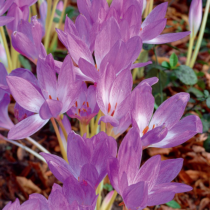 Colchicum 'Giant'