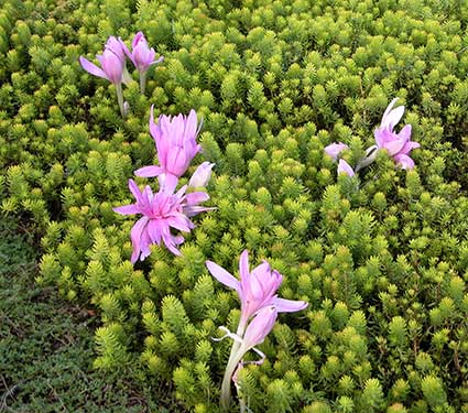 Colchicum 'Waterlily'