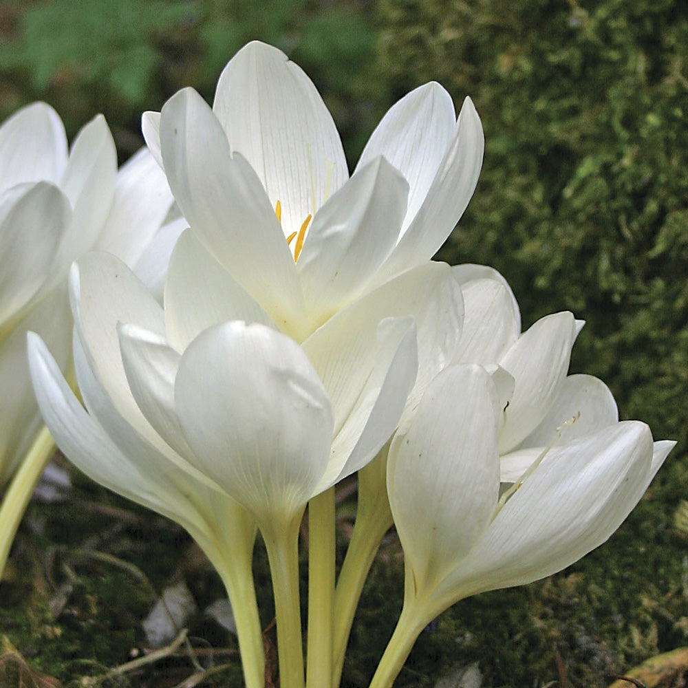 Colchicum speciosum 'Album'