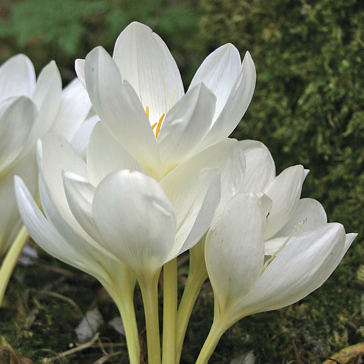 Colchicum speciosum 'Album'