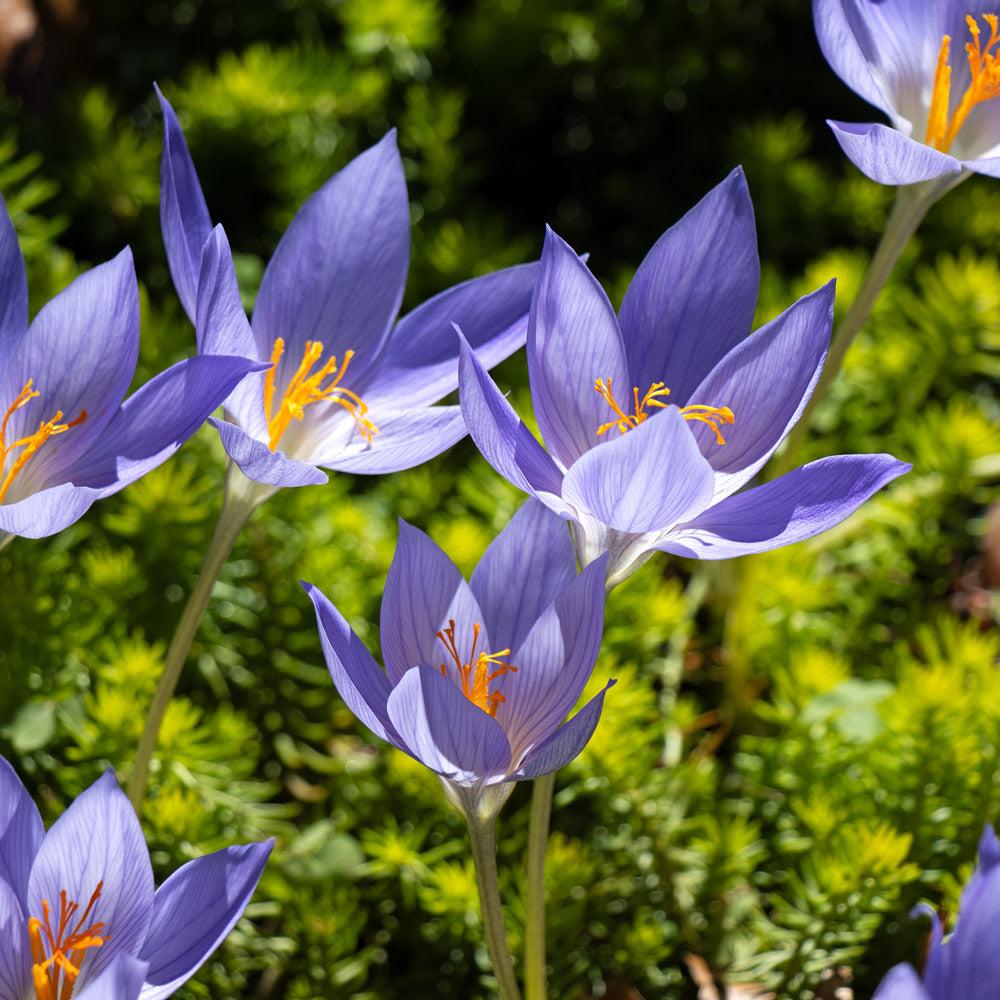 Crocus speciosus