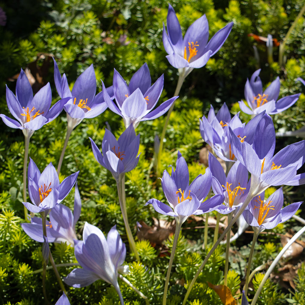 Crocus speciosus