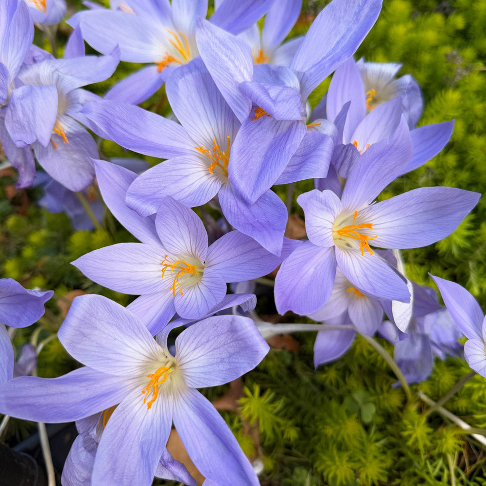 Crocus speciosus
