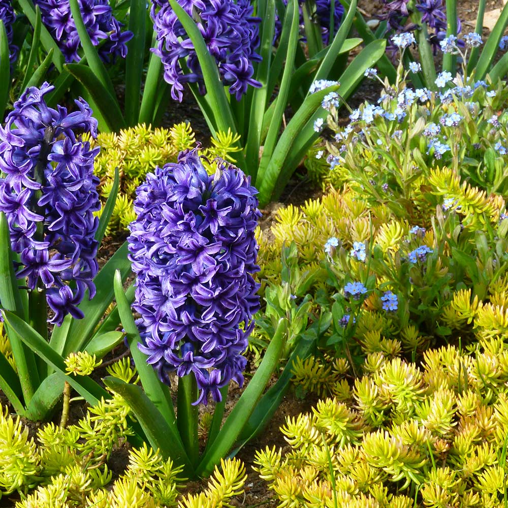 Springtime Sizzle Hyacinth, Forget-me-not & Sedum Collection