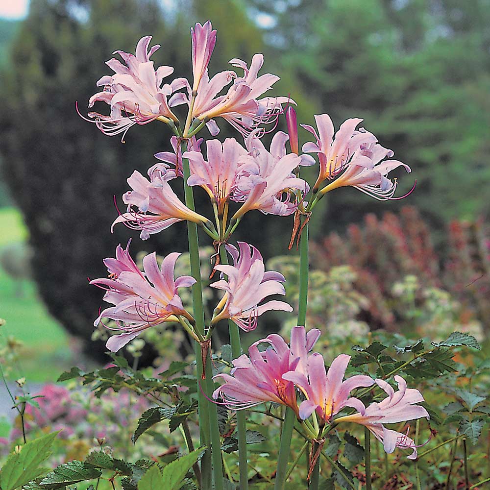 Lycoris squamigera – White Flower Farm