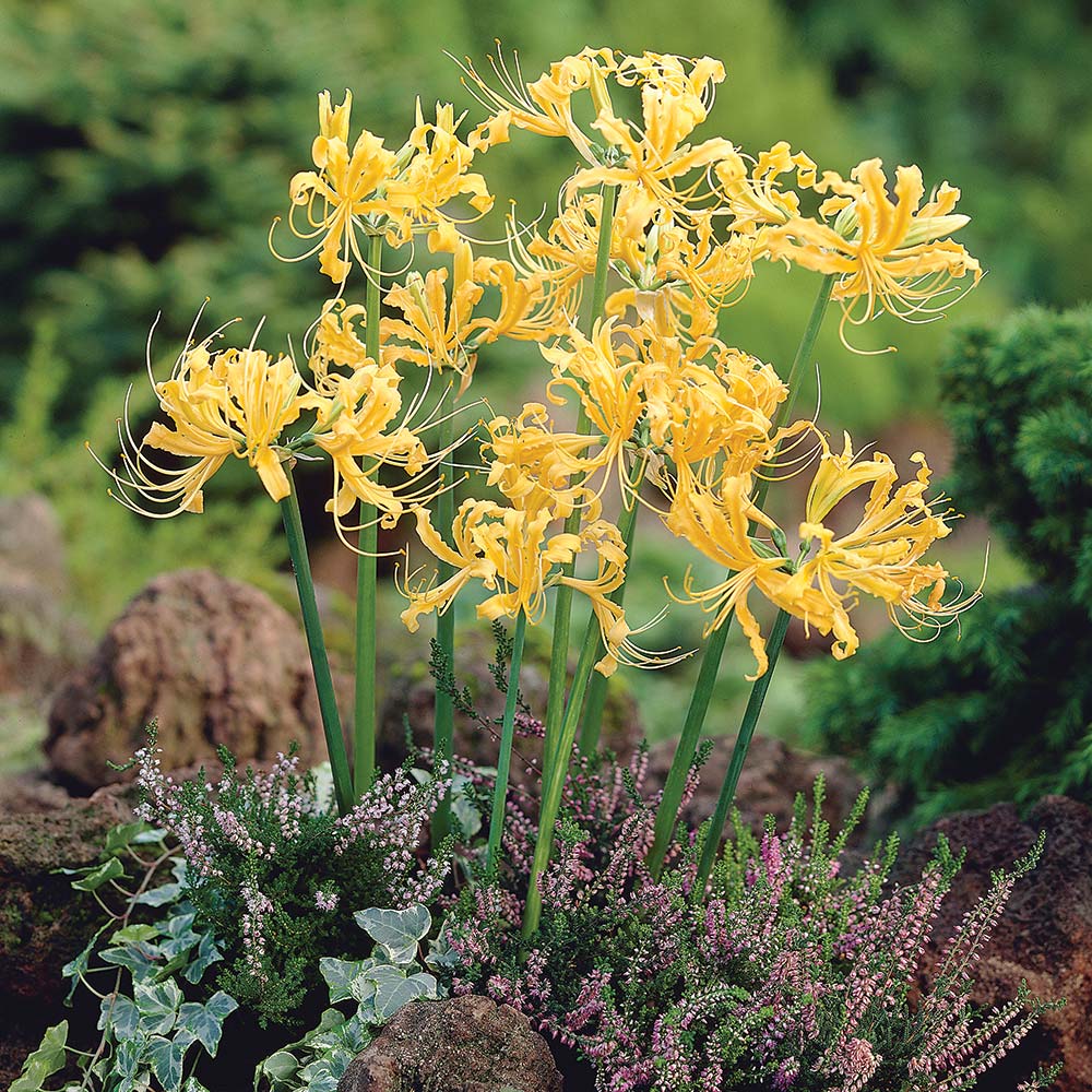 Lycoris aurea