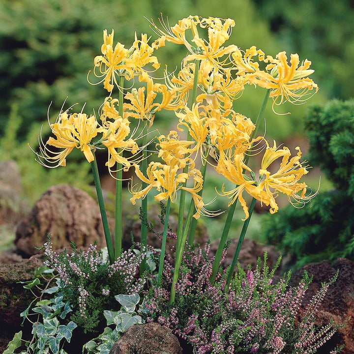 Lycoris aurea