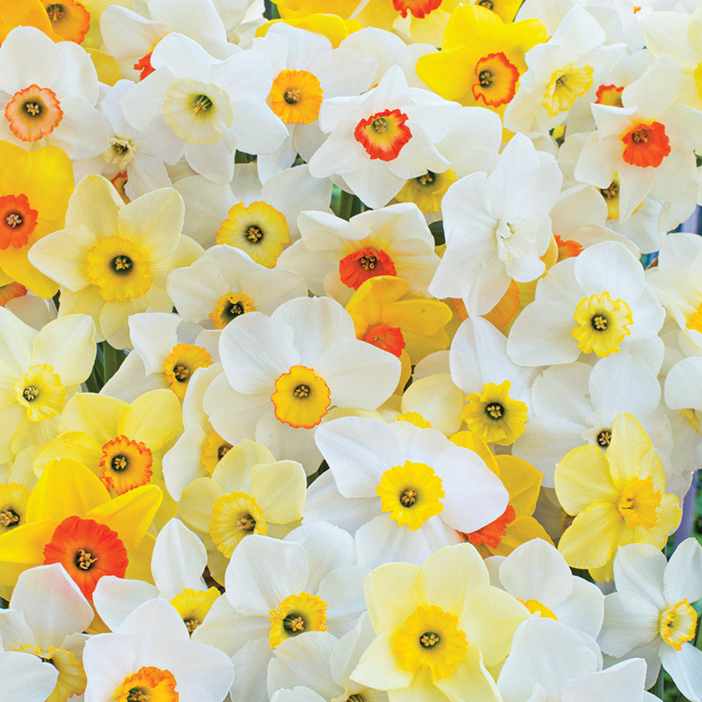 Small-Cupped Narcissus Mix