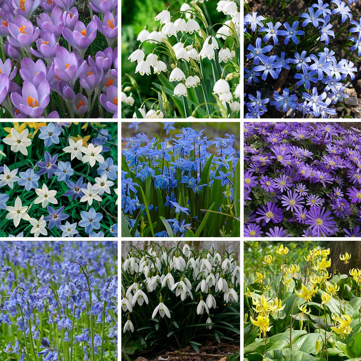 Woodland Naturalizing Collection of Bulbs