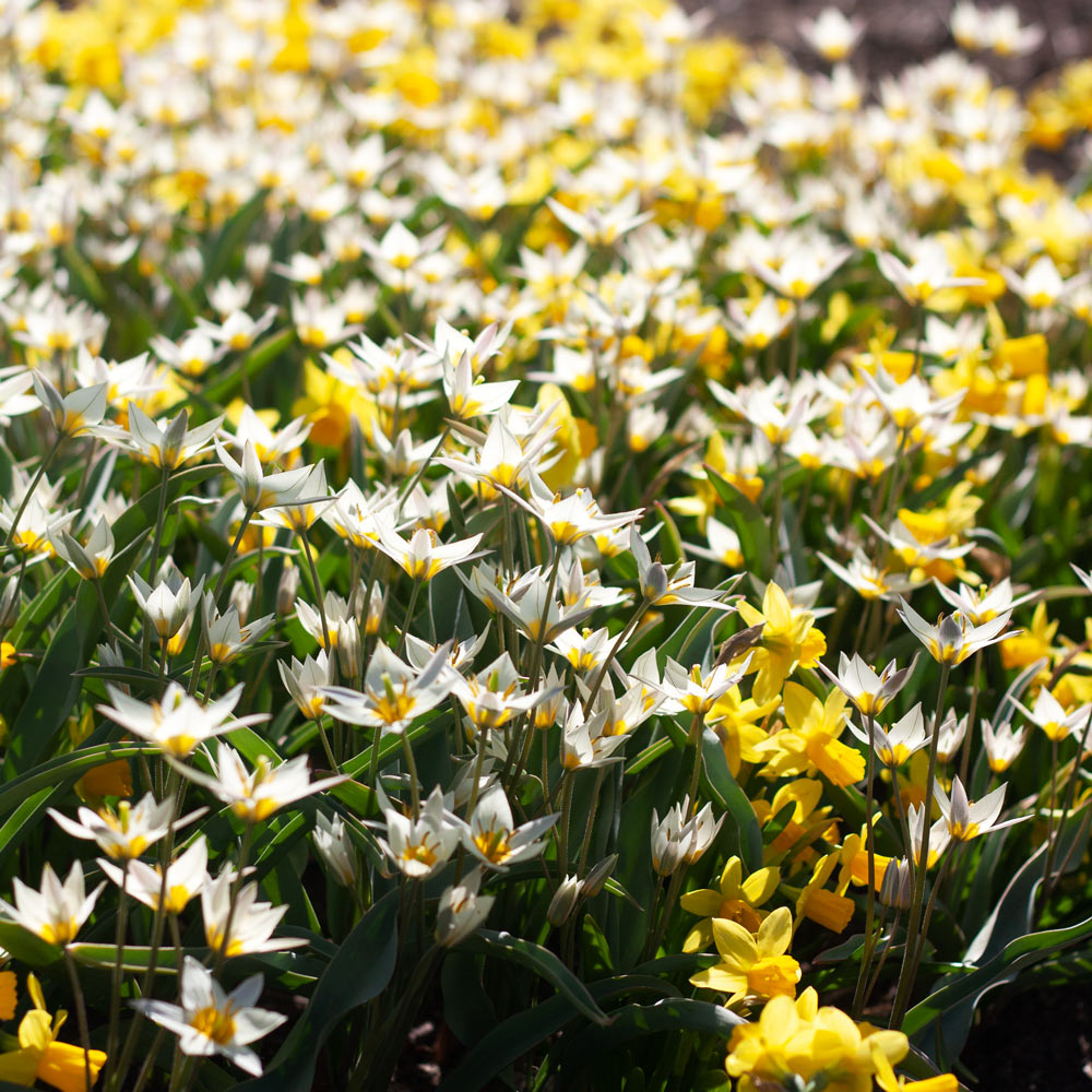 Little Stars of Spring Duo