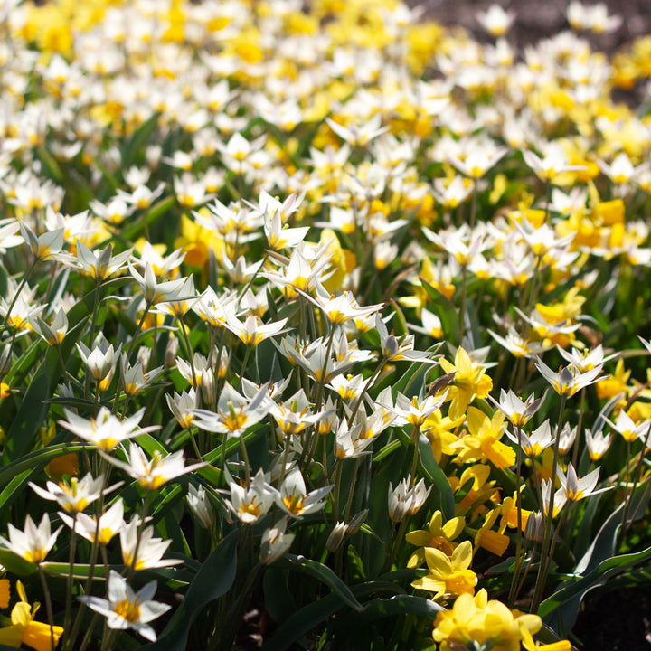 Little Stars of Spring Duo
