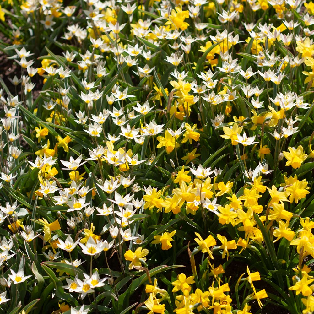 Little Stars of Spring Duo