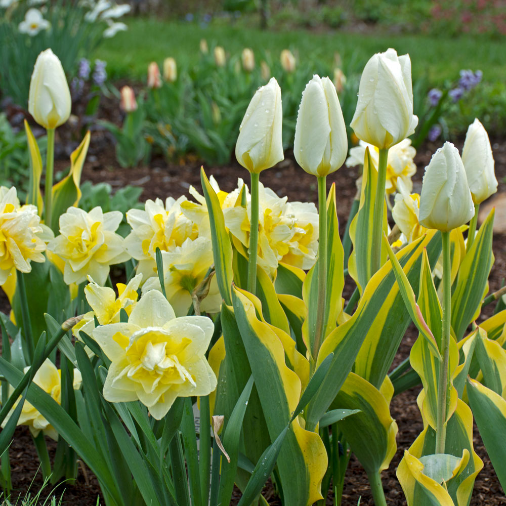 Cheerful Radiance Spring Duo