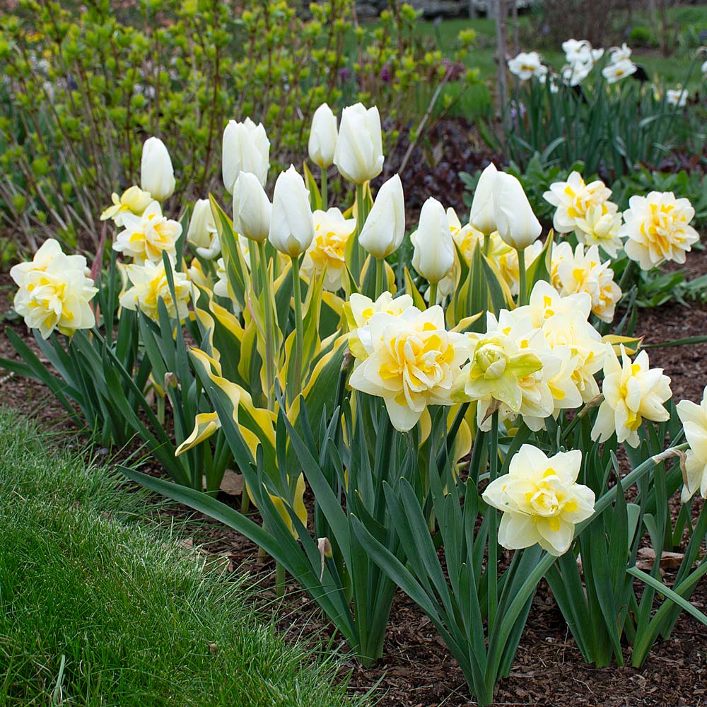 Cheerful Radiance Spring Duo