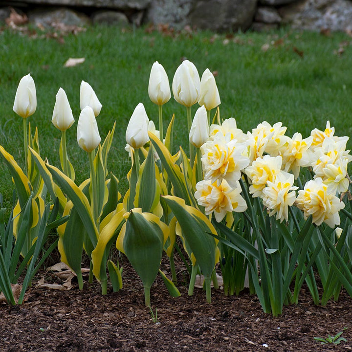 Cheerful Radiance Spring Duo