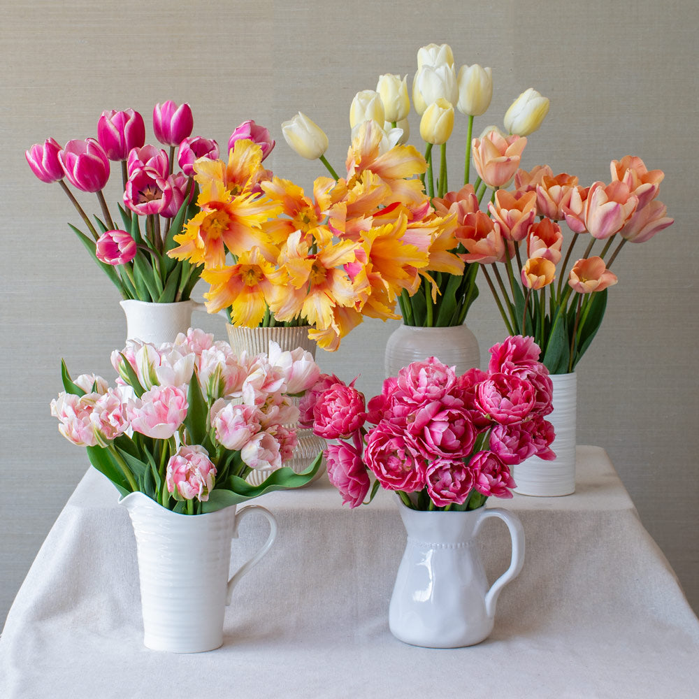 Watercolor Tulip Collection