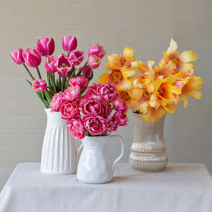 Painted Petals Tulip Collection