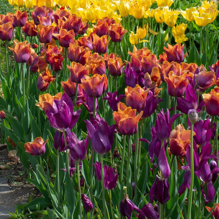 Spring Synergy Tulip Duo