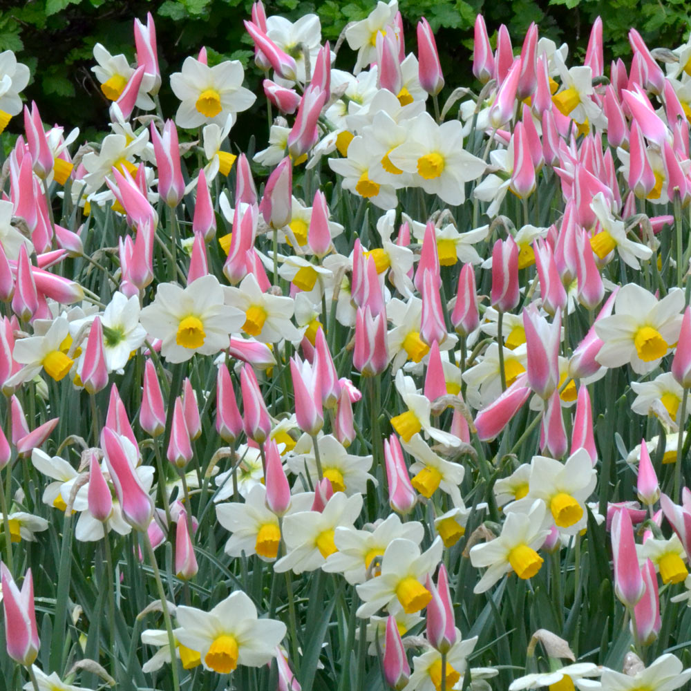 Lady & Captain Bulb Collection