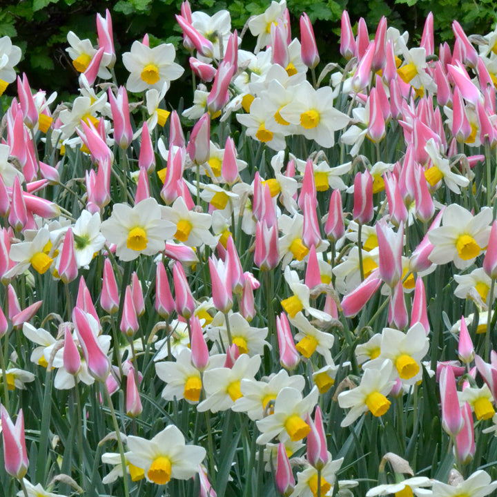 Lady & Captain Bulb Collection