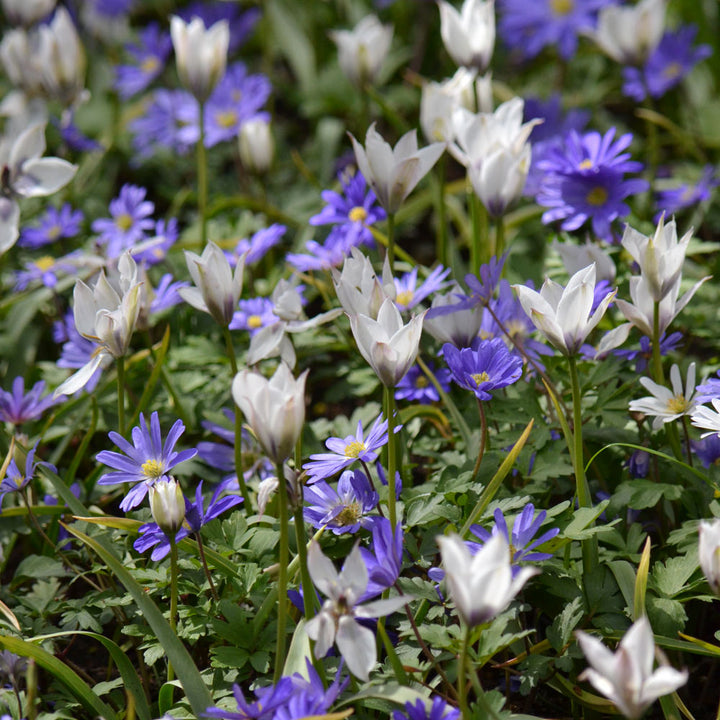 Blue Skies Bulb Collection