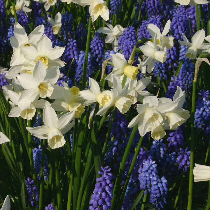 Wanderlust - Narcissus & Muscari Mix