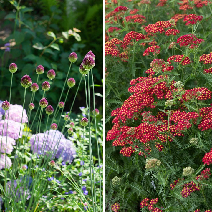 Achillea & Allium Collection - Red Highlights