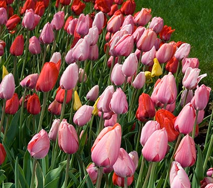 Impression Mix of Tulips
