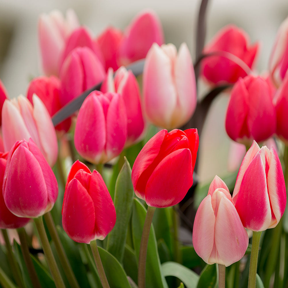 Tulip Delight Mix