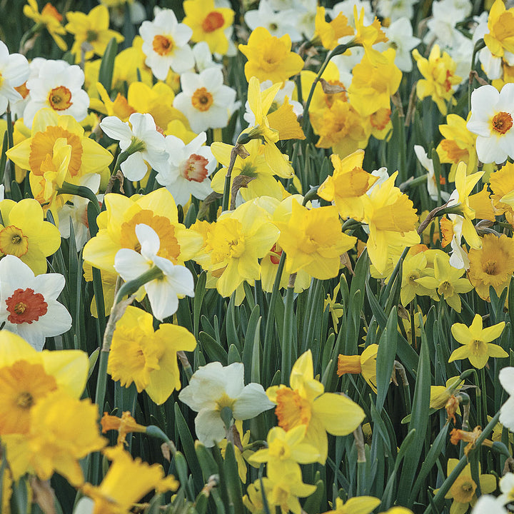 The Works Daffodil Mix