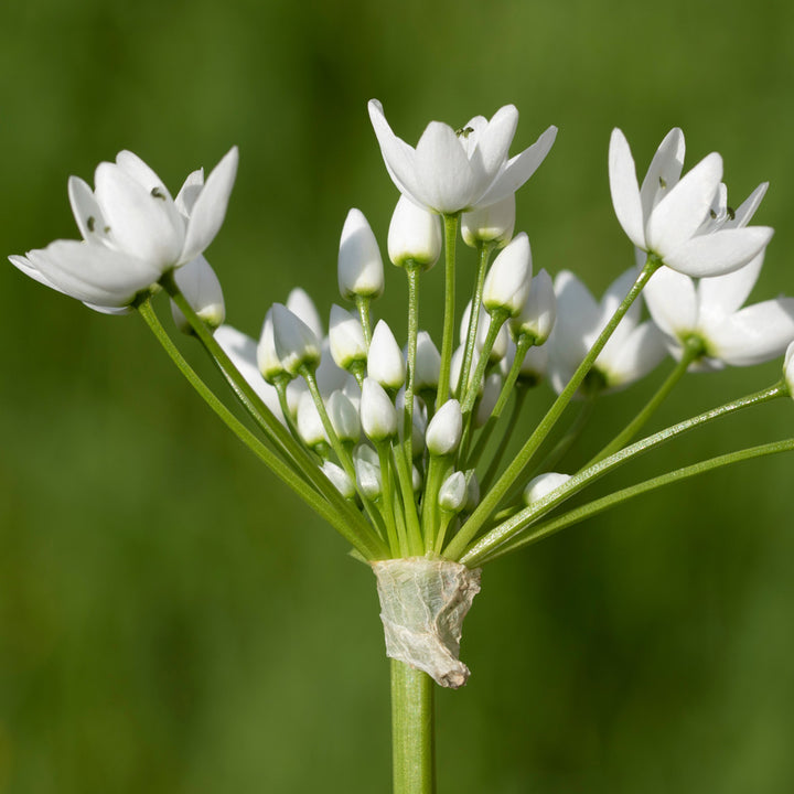A Big Mix of Little Alliums