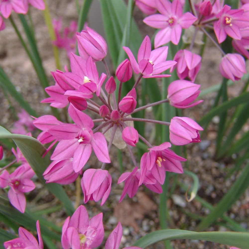 A Big Mix of Little Alliums