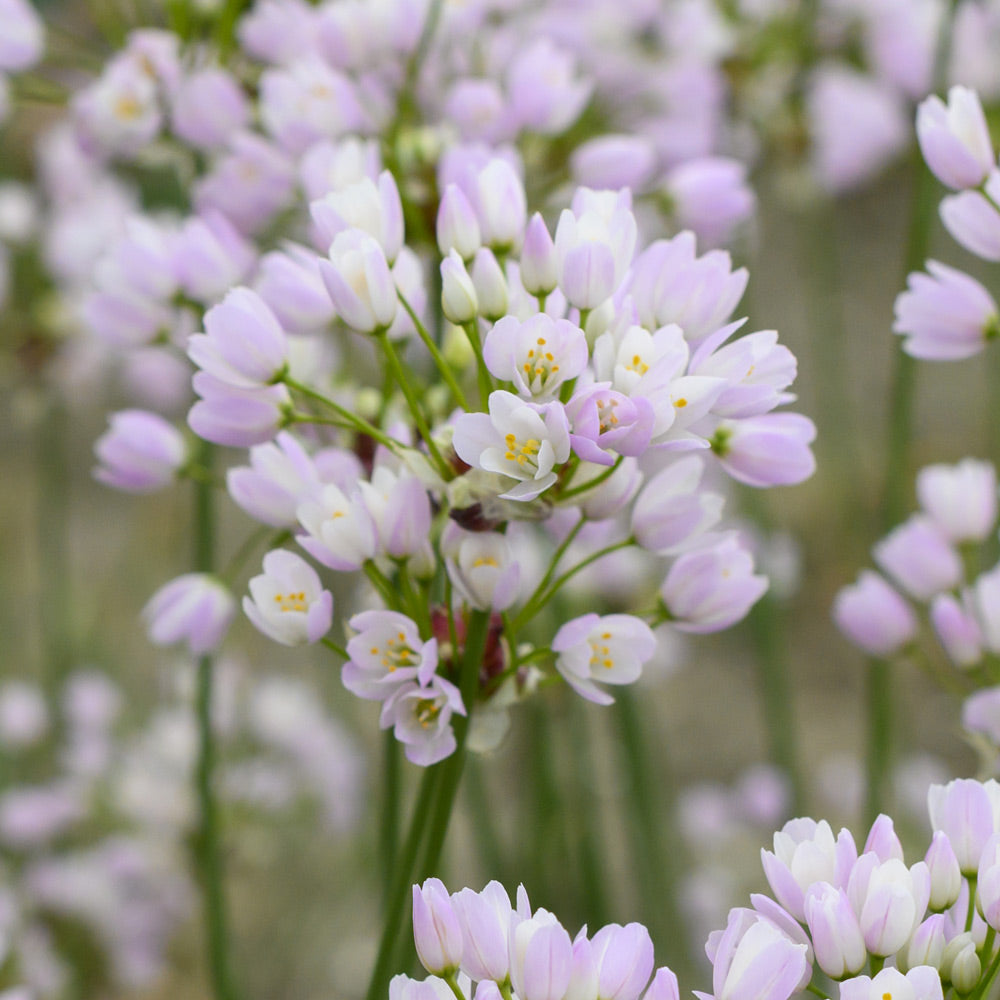 Allium roseum var. bulbiferum