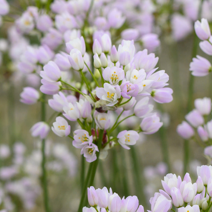 Allium roseum var. bulbiferum
