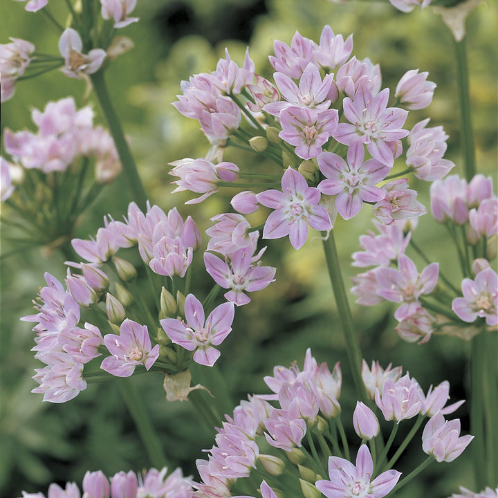 A Big Mix of Little Alliums
