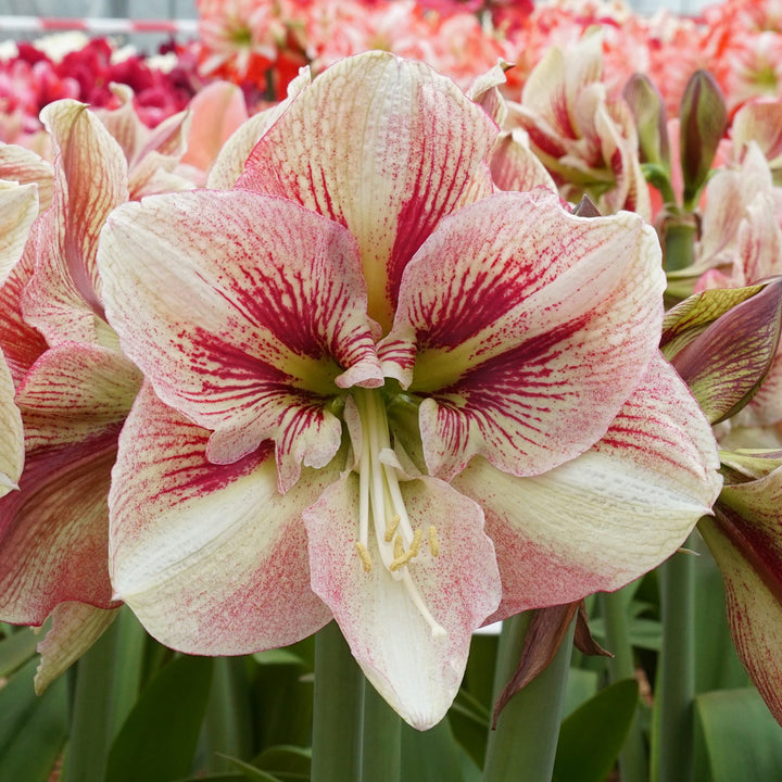 Amaryllis 'Burgundy Haze,' one bulb in nursery pot