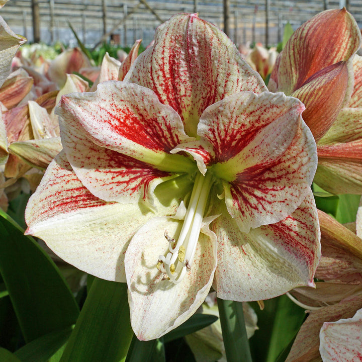 Amaryllis 'Burgundy Haze,' one bulb in nursery pot