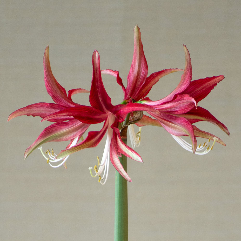 Amaryllis 'Quito'