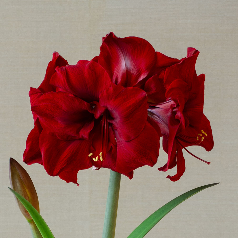 Amaryllis 'Red Dream'