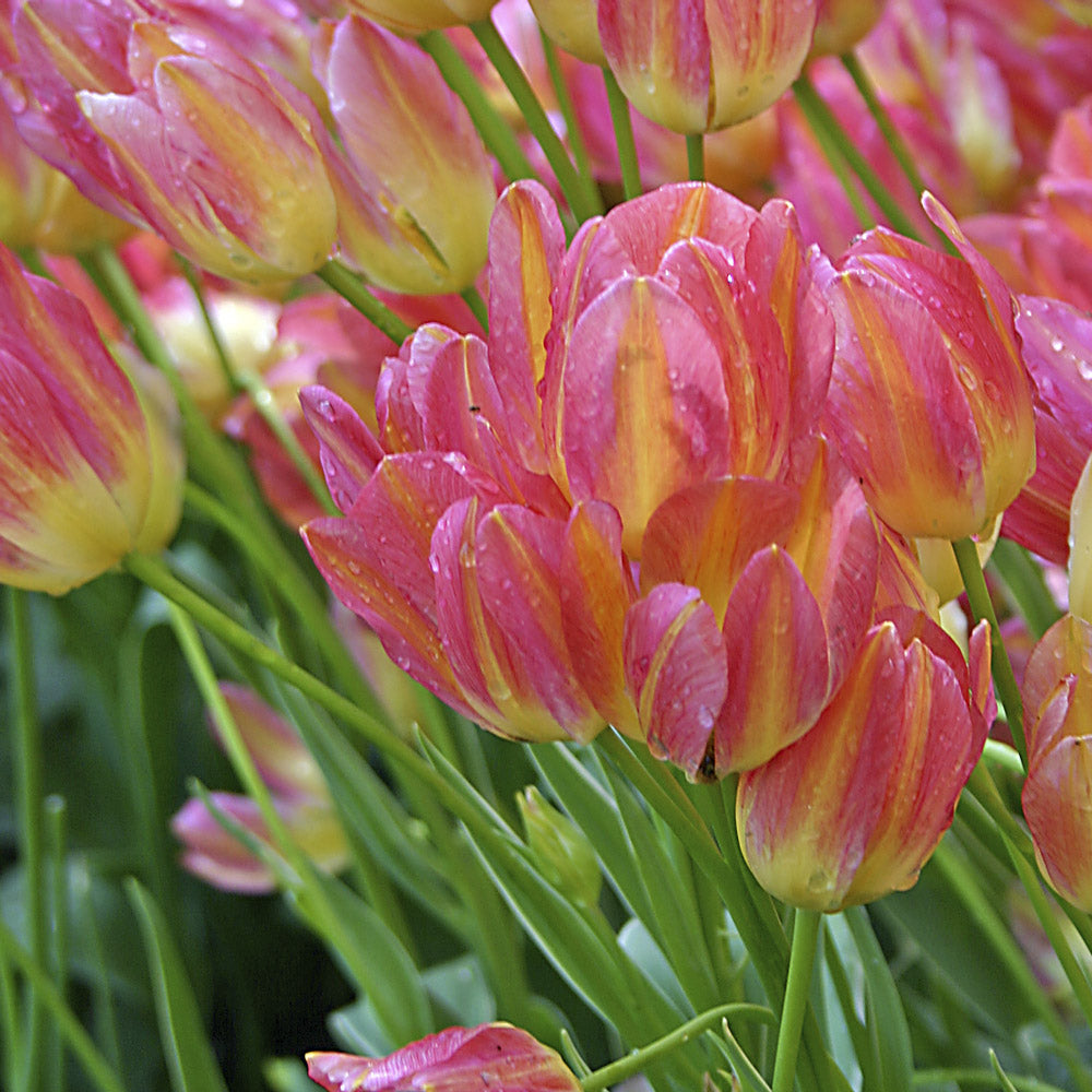 Tulip 'Antoinette'