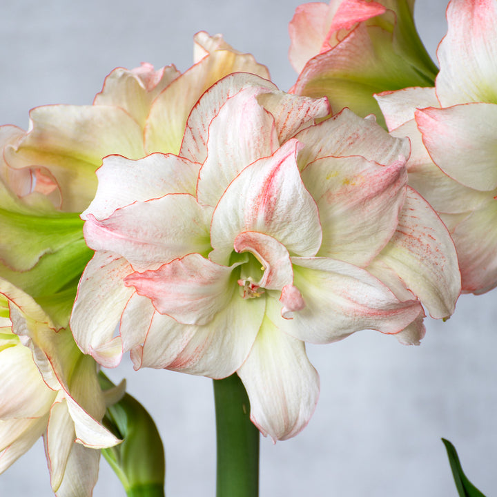 Amaryllis 'Aphrodite'