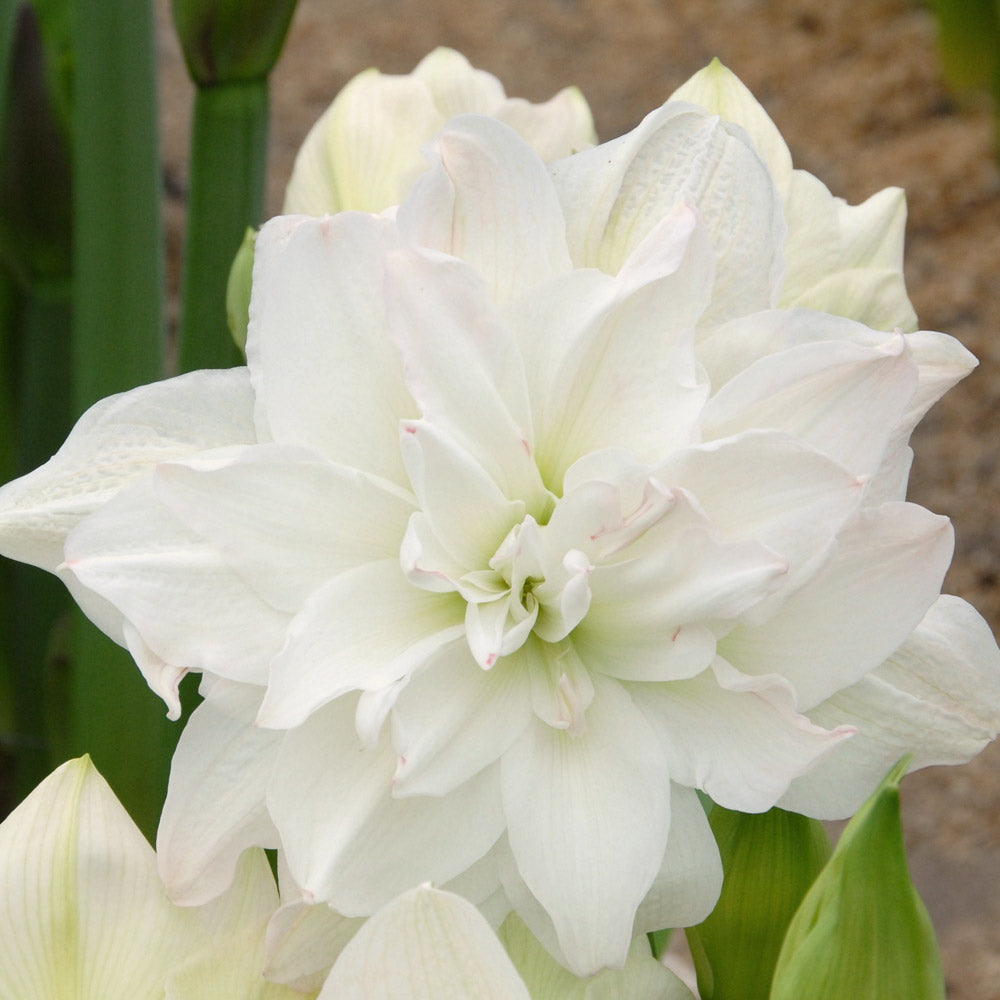 Amaryllis 'Arctic Nymph,' one bulb in natural jute basket