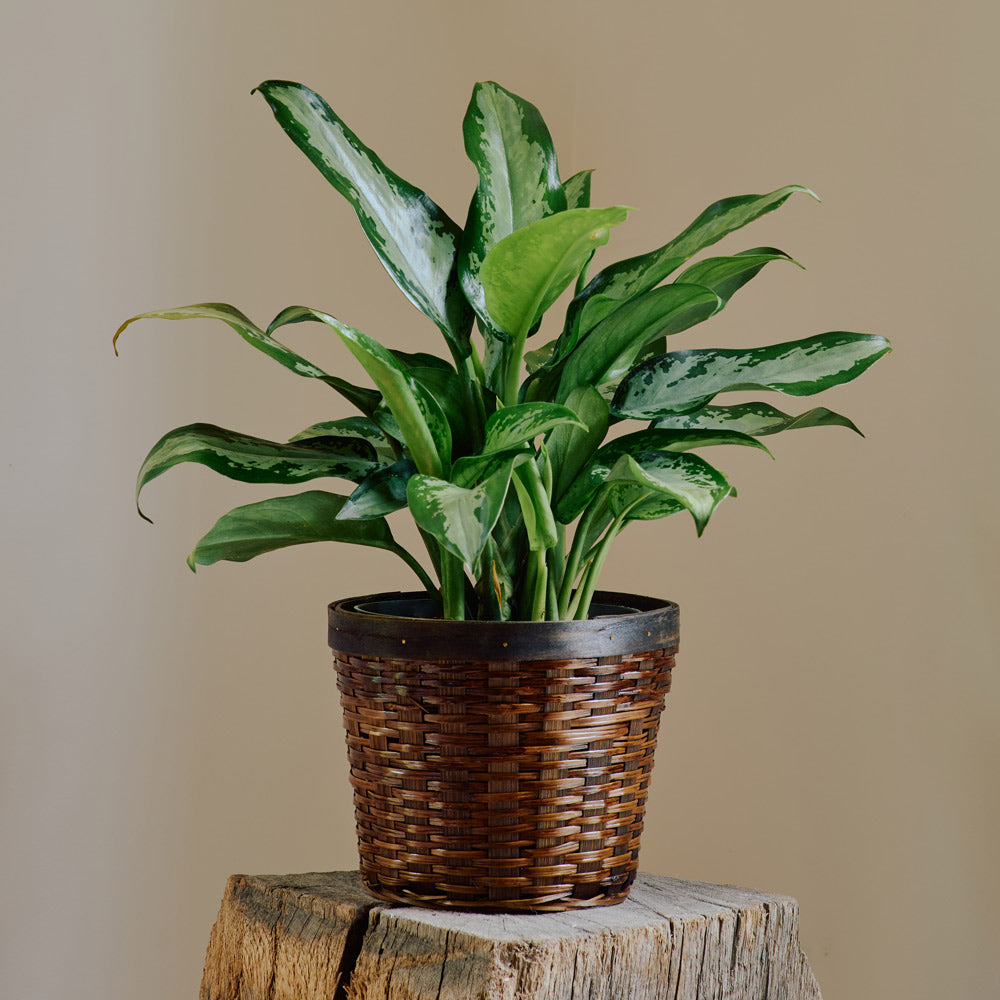 Chinese Evergreen 'Jubilee Petite' in woven basket