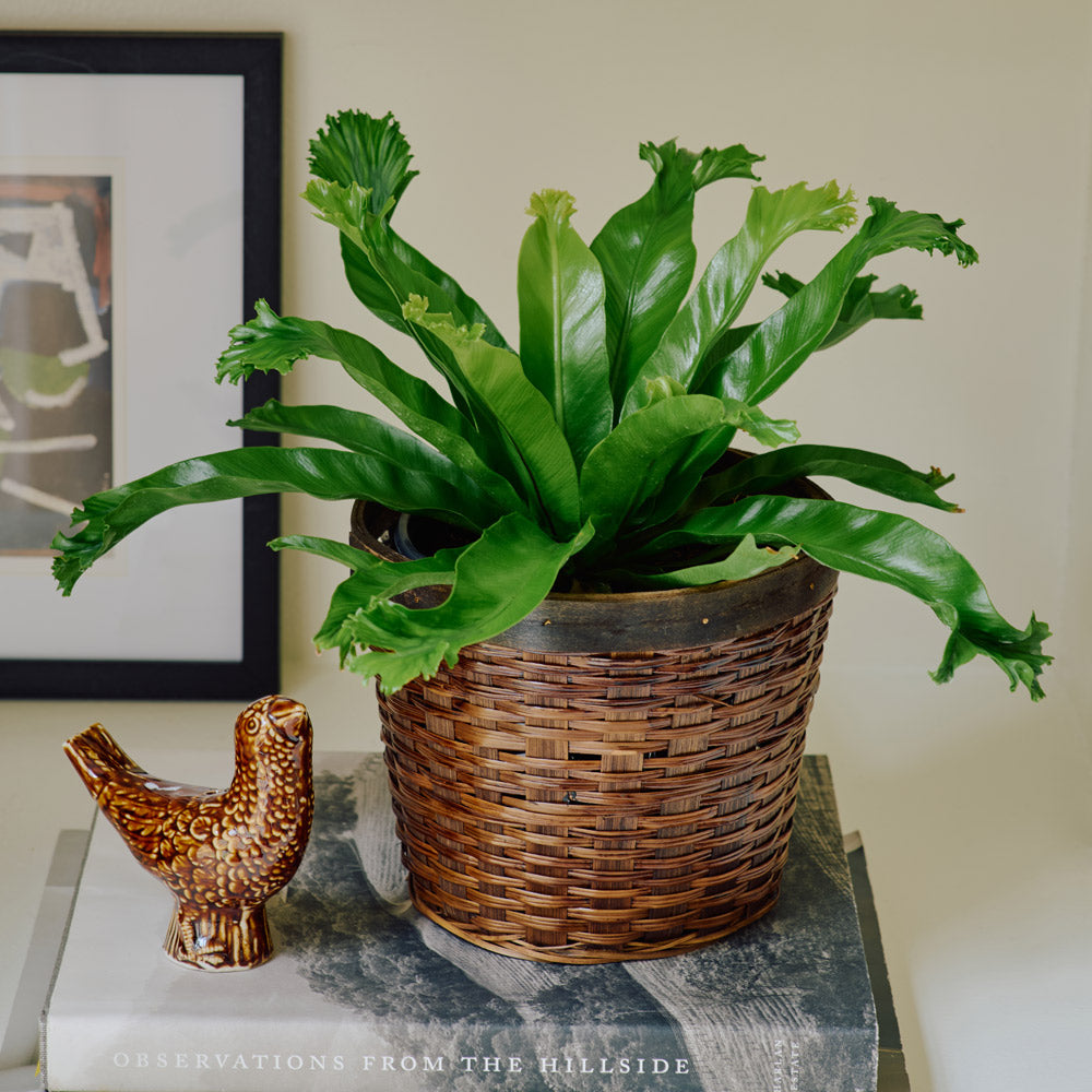 Bird's Nest Fern 'Crissie' in woven basket