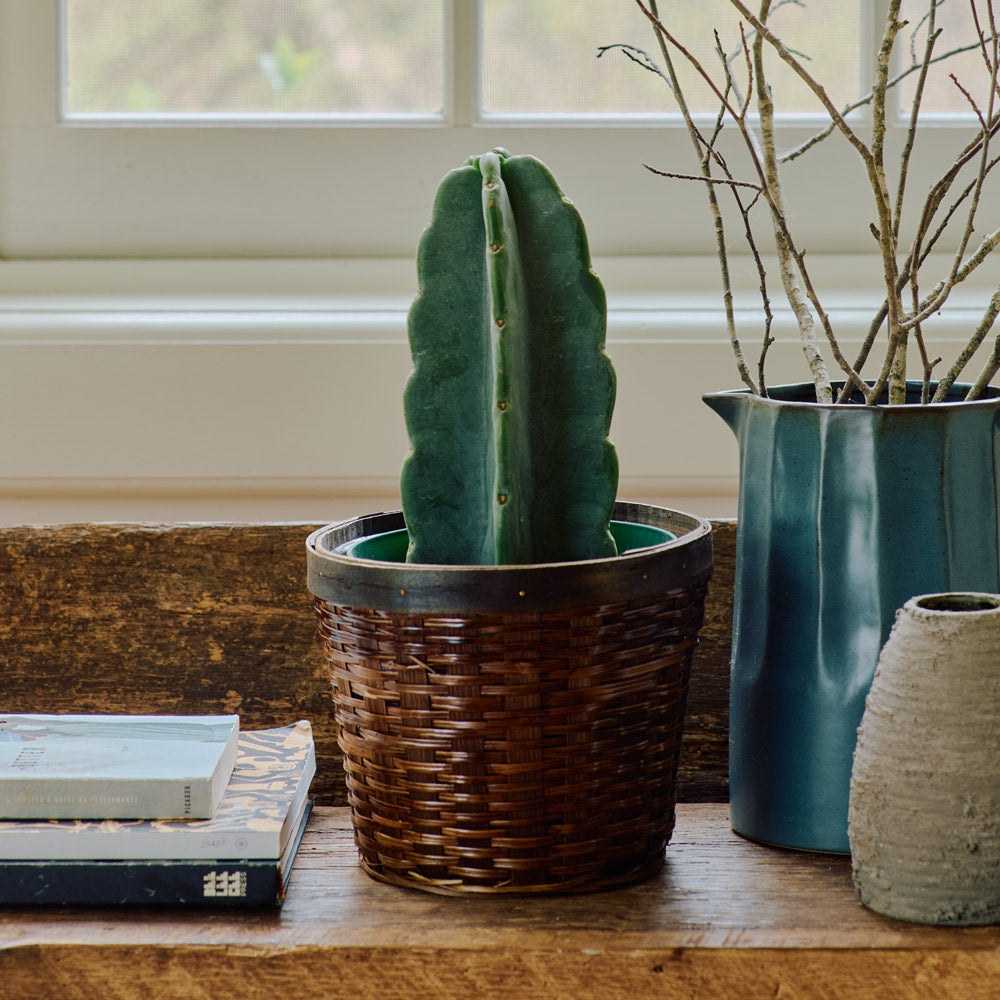 Cuddly Cactus in woven basket