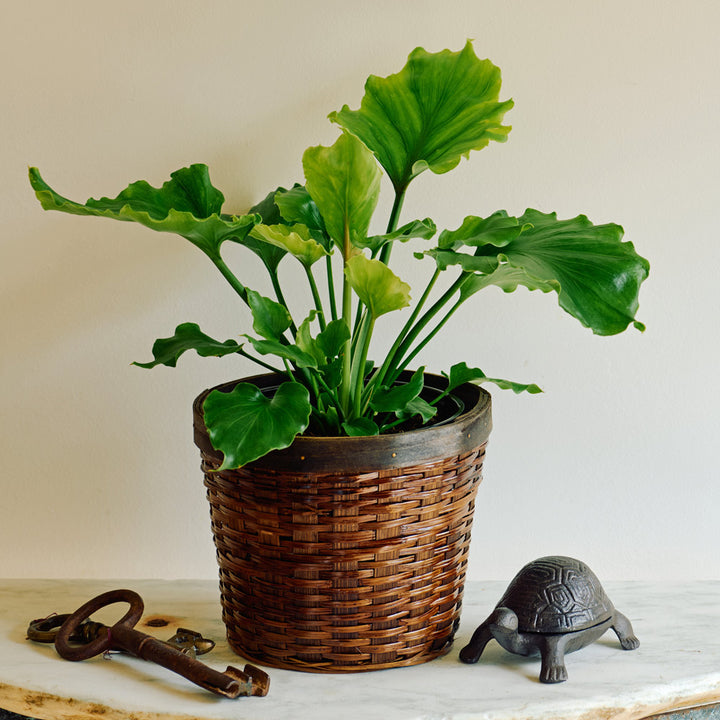 Philodendron 'Hope' in woven basket