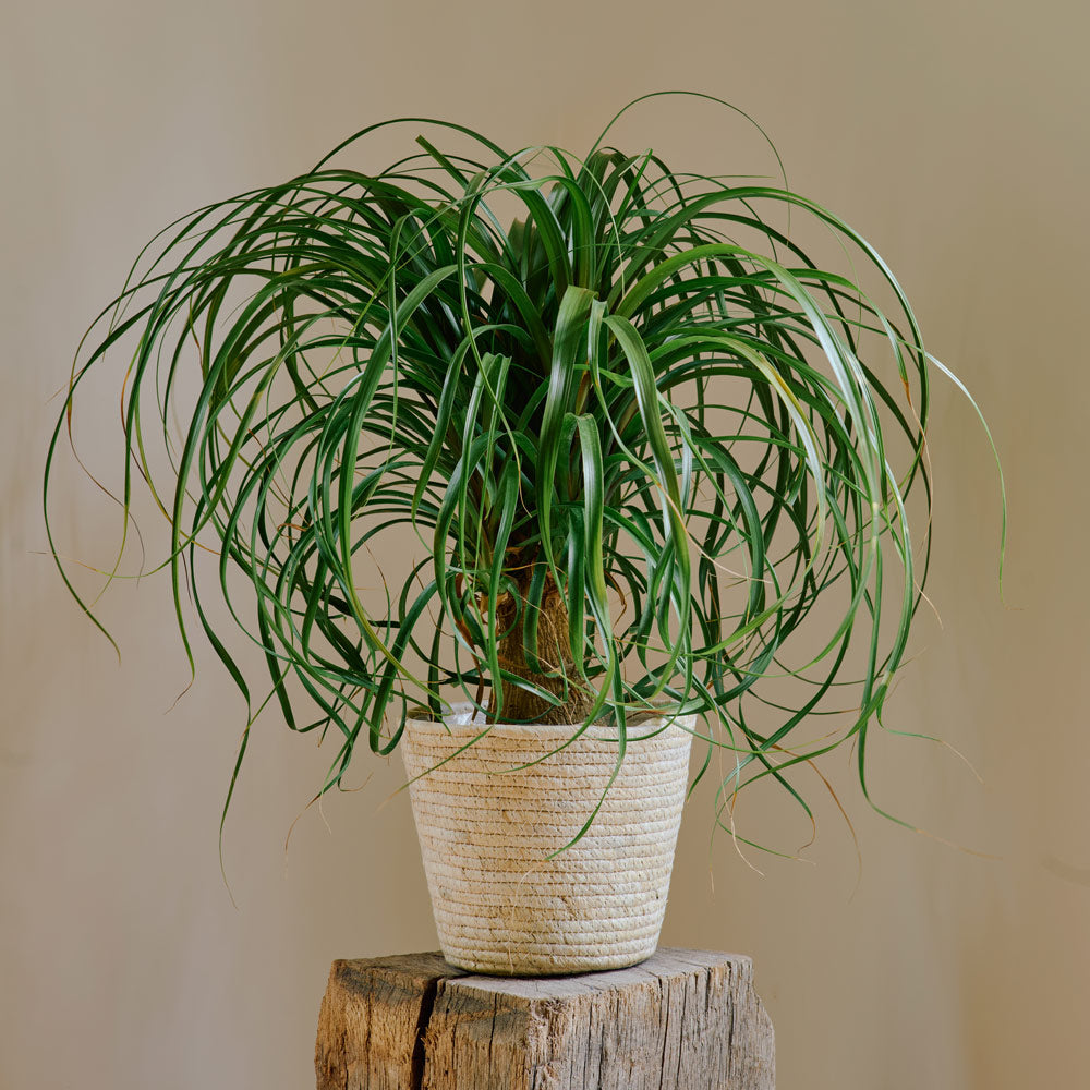 Ponytail Palm in natural jute basket